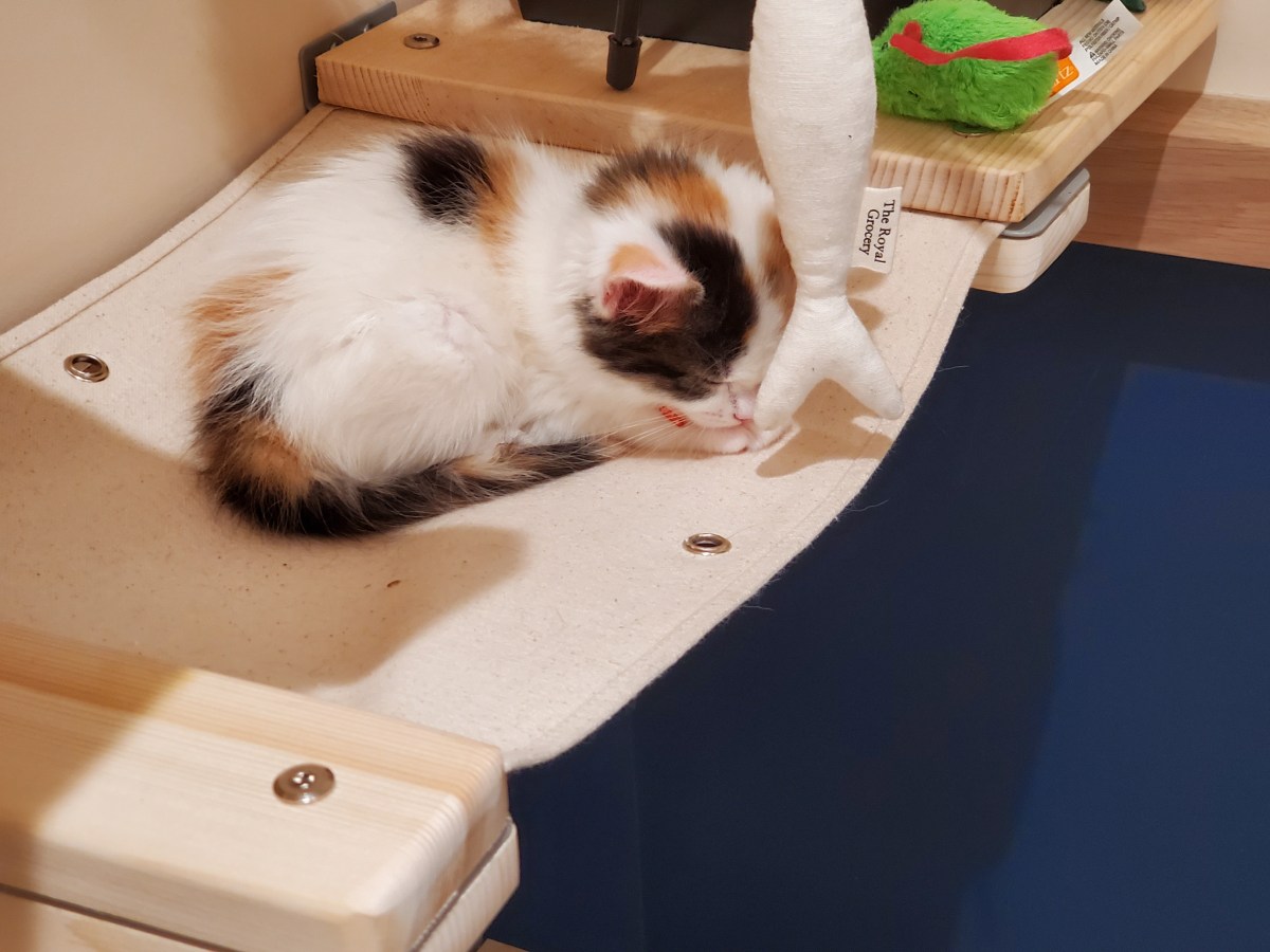 Valyin Goes to the Vet&nbsp;~